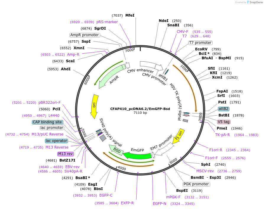 176948-plasmid-map-sequence-id-349420