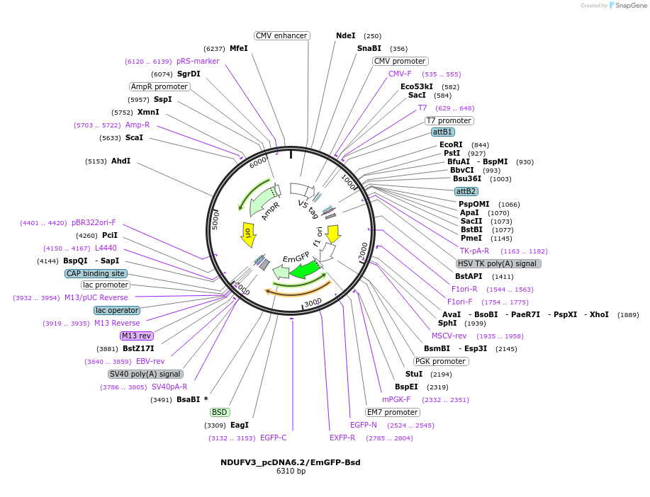 176946-plasmid-map-sequence-id-349426