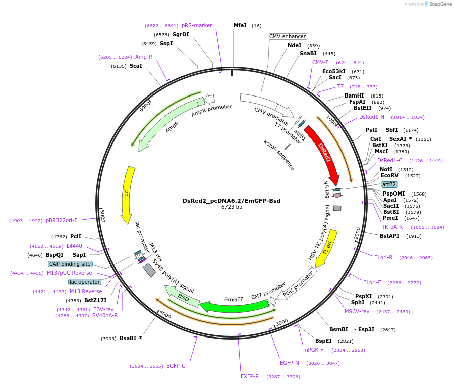 176988-plasmid-map-sequence-id-349428