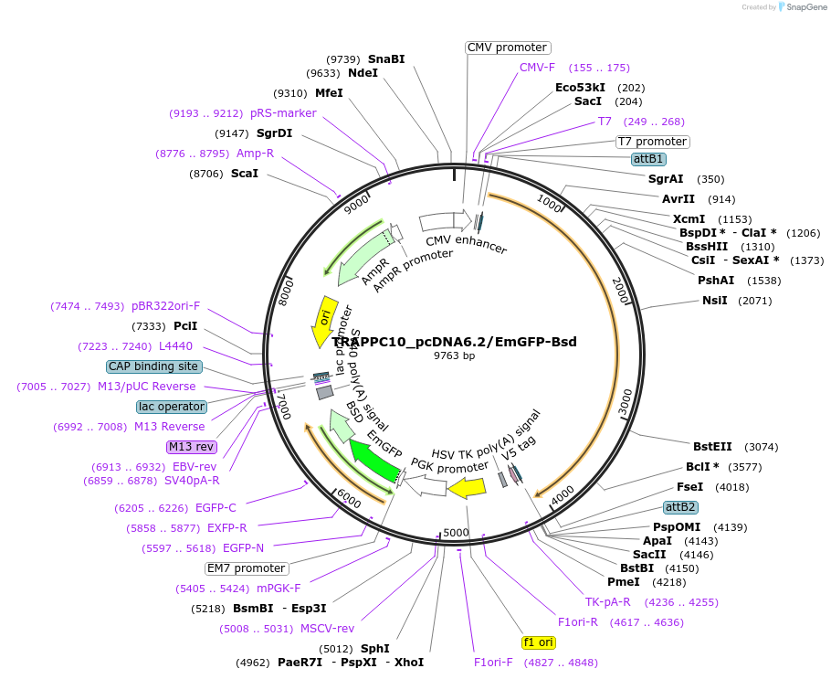 176989-plasmid-map-sequence-id-349433