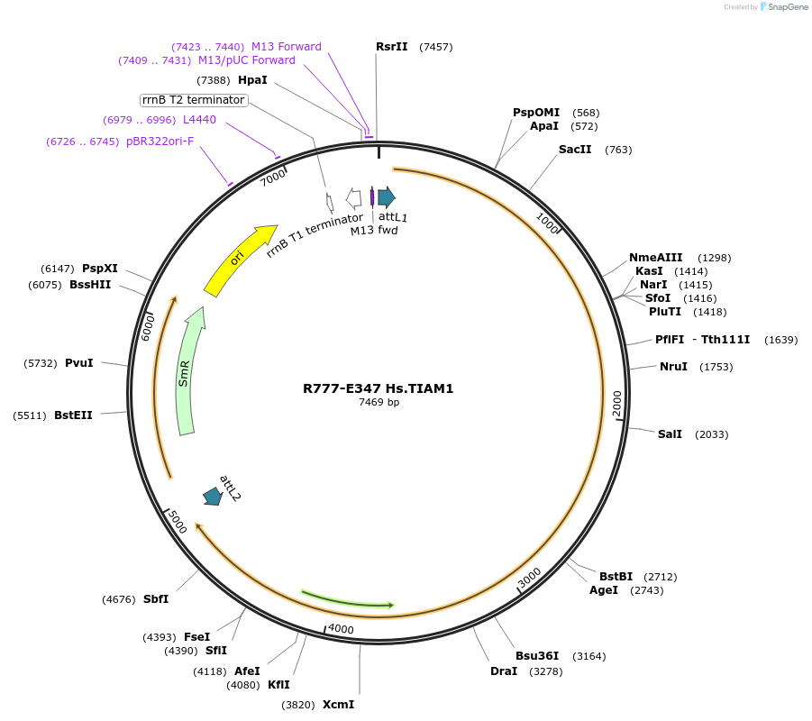 70631-plasmid-map-sequence-id-349435