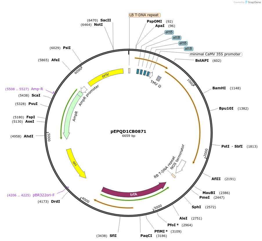 177087-plasmid-map-sequence-id-349439