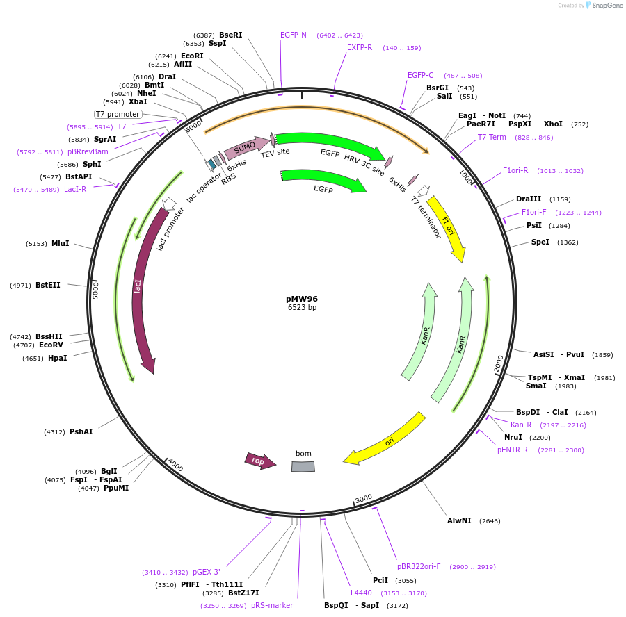 178066-plasmid-map-sequence-id-349445