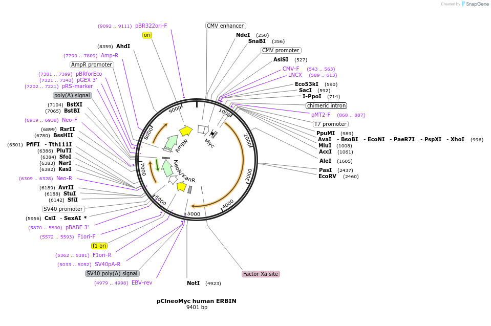40214-plasmid-map-sequence-id-349449