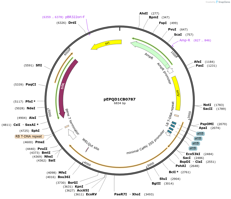 177072-plasmid-map-sequence-id-349450