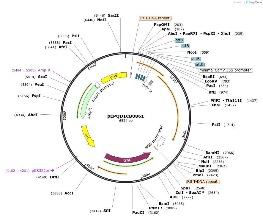 177078-plasmid-map-sequence-id-349451