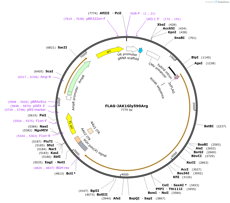 174573-plasmid-map-sequence-id-349457