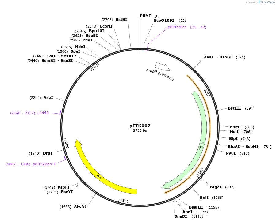 171279-plasmid-map-sequence-id-349458