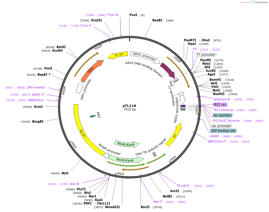 168350-plasmid-map-sequence-id-349459