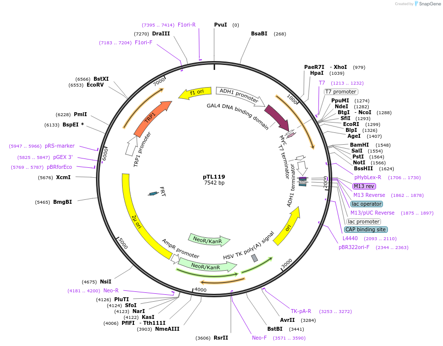 168353-plasmid-map-sequence-id-349463