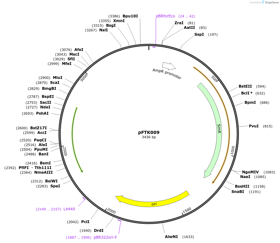 171281-plasmid-map-sequence-id-349467
