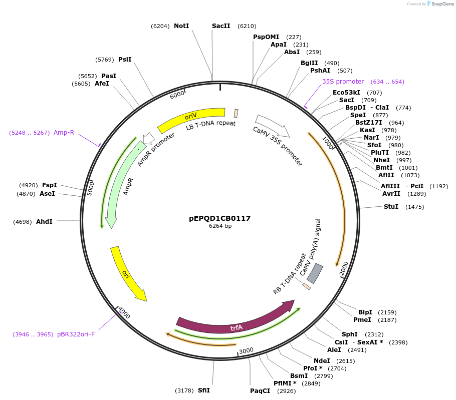 177049-plasmid-map-sequence-id-349497