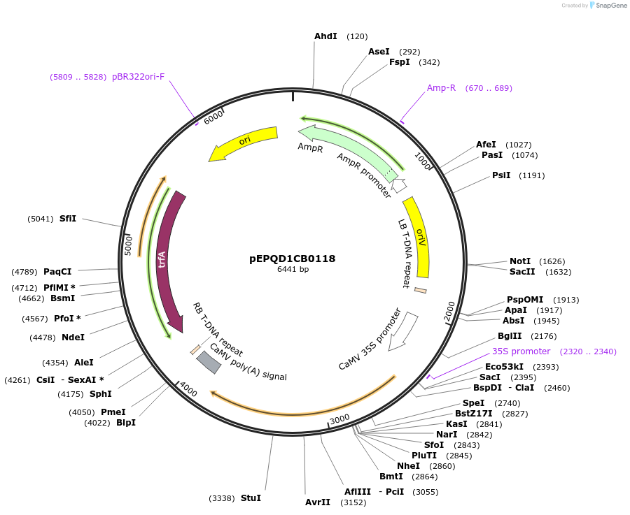177050-plasmid-map-sequence-id-349498