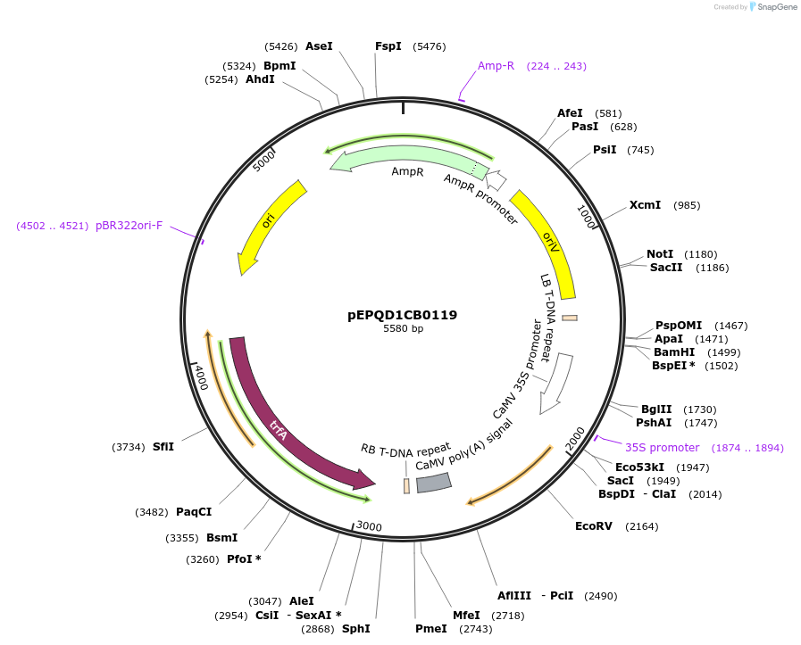 177051-plasmid-map-sequence-id-349499