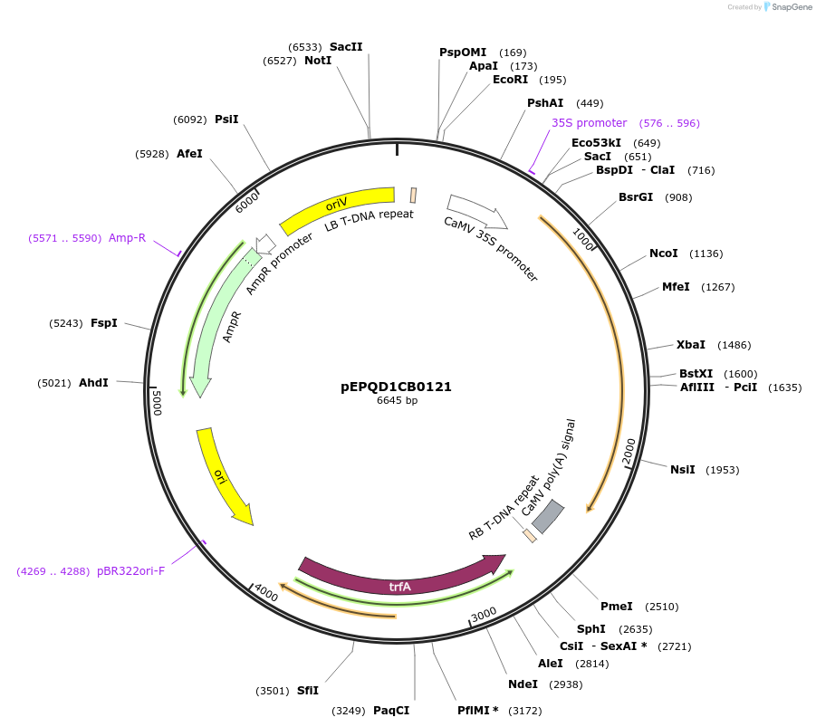 177053-plasmid-map-sequence-id-349501