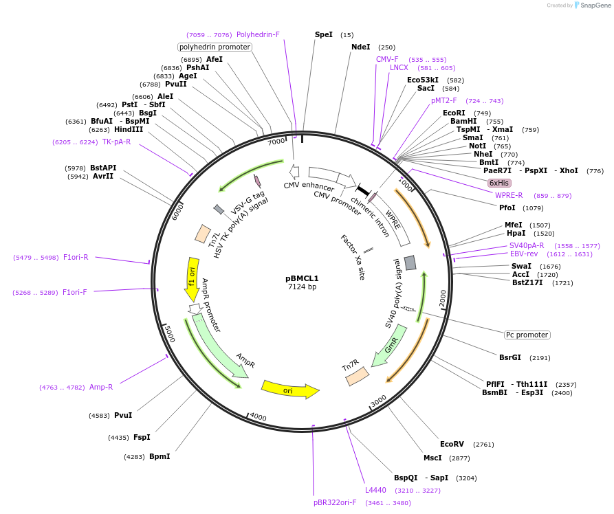 178203-plasmid-map-sequence-id-349508