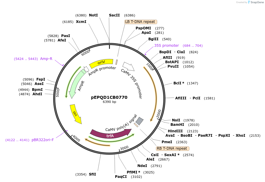 177060-plasmid-map-sequence-id-349517