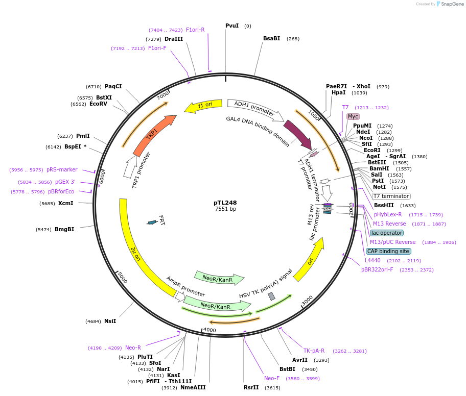 168364-plasmid-map-sequence-id-349520