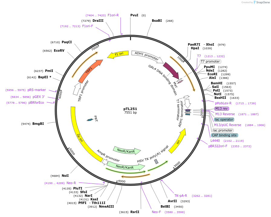168367-plasmid-map-sequence-id-349523