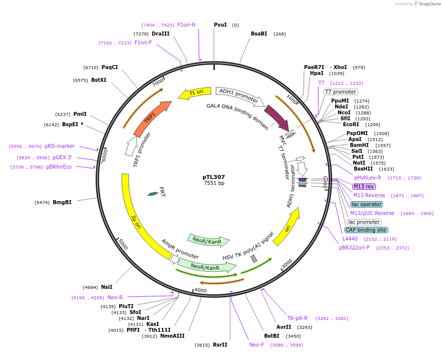 168368-plasmid-map-sequence-id-349527