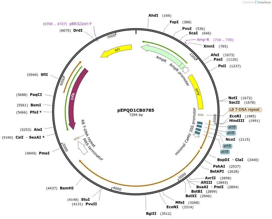 177070-plasmid-map-sequence-id-349532