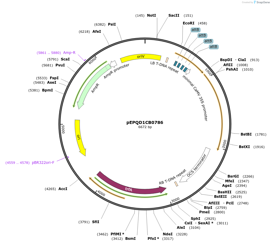177071-plasmid-map-sequence-id-349533