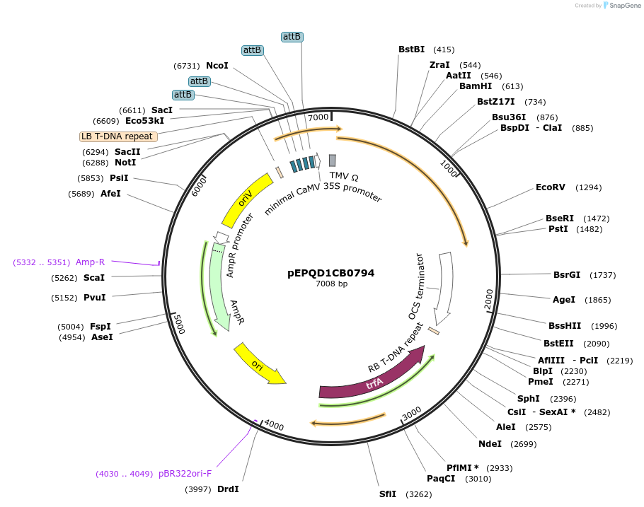 177073-plasmid-map-sequence-id-349535