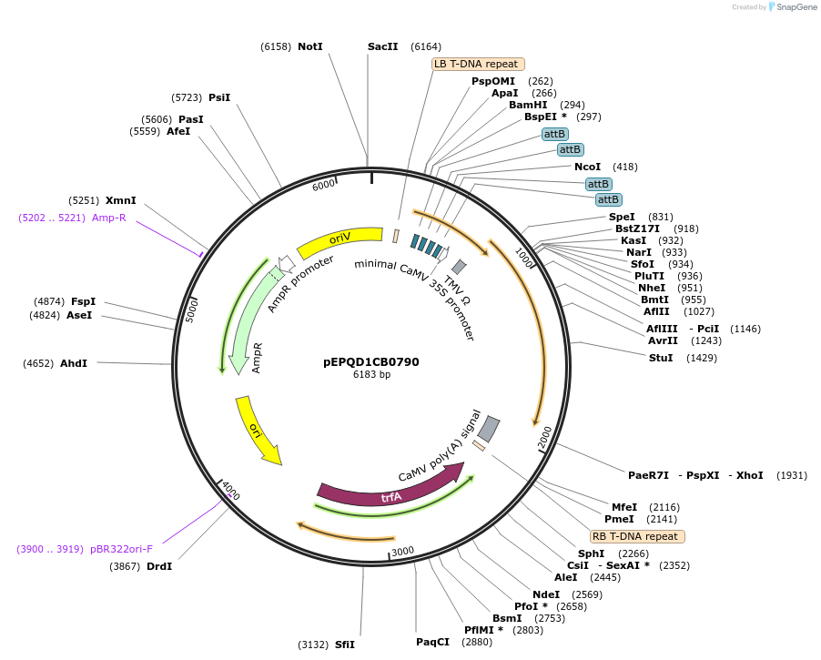 177075-plasmid-map-sequence-id-349537