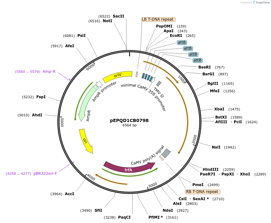 177077-plasmid-map-sequence-id-349539
