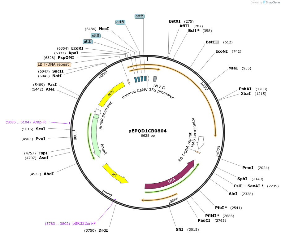 177079-plasmid-map-sequence-id-349540