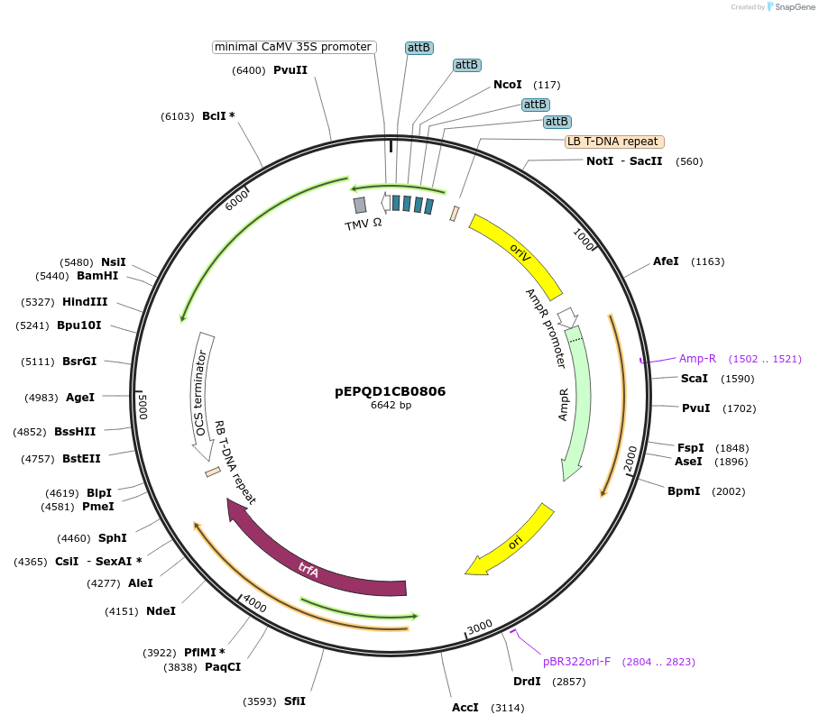 177080-plasmid-map-sequence-id-349541