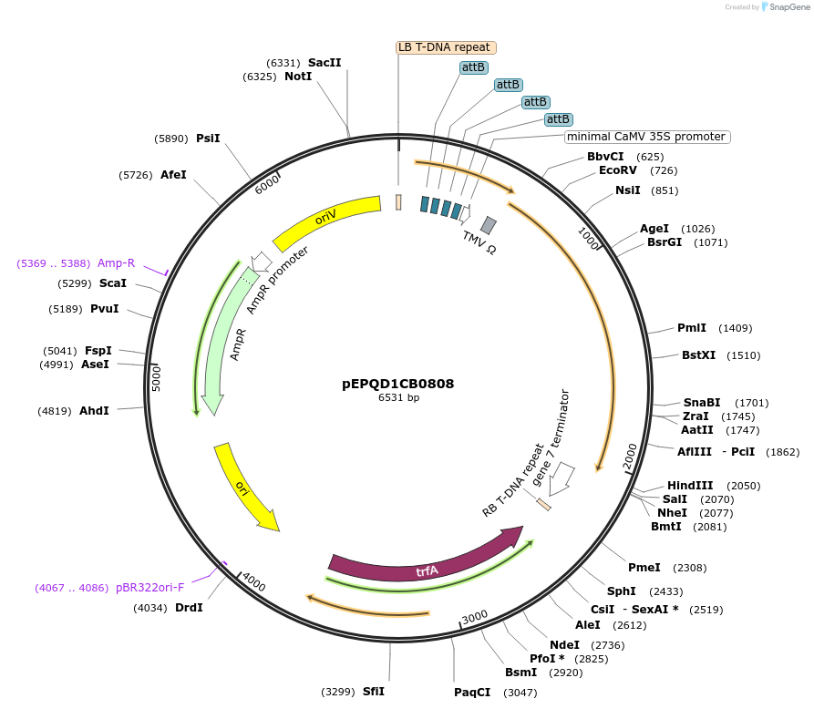 177082-plasmid-map-sequence-id-349543