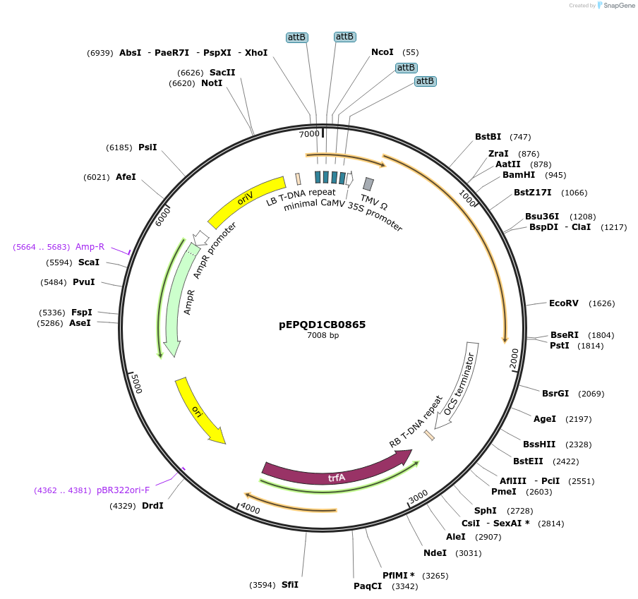 177084-plasmid-map-sequence-id-349545