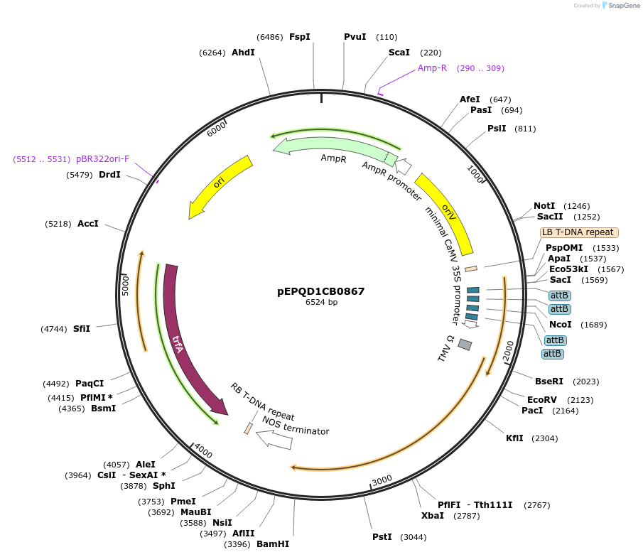 177085-plasmid-map-sequence-id-349546