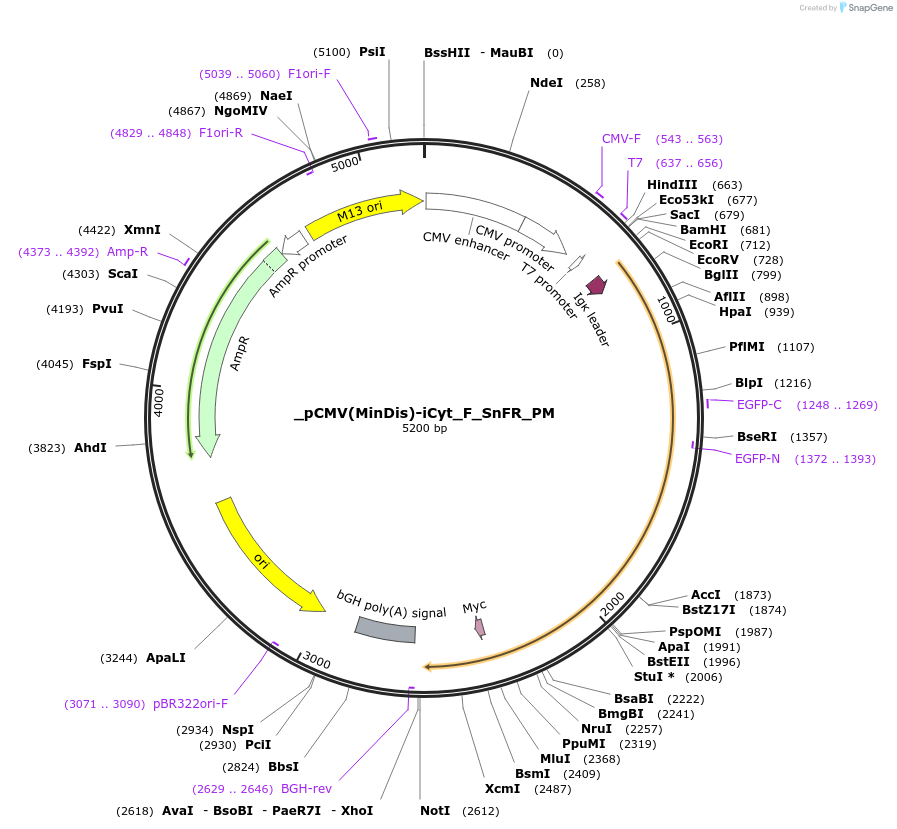 177745-plasmid-map-sequence-id-349553