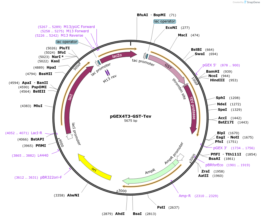 177142-plasmid-map-sequence-id-349554