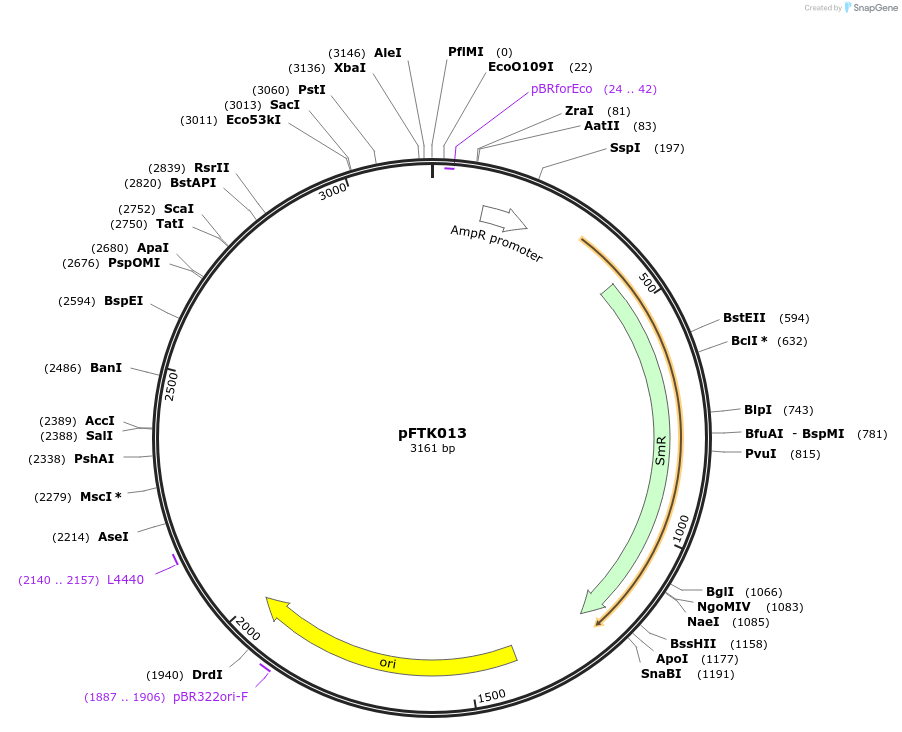 171285-plasmid-map-sequence-id-349557