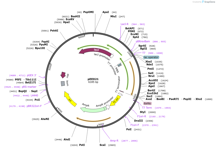 176778-plasmid-map-sequence-id-349625