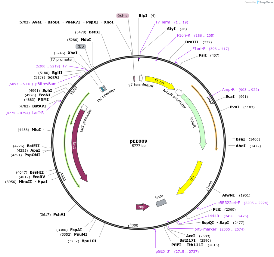 176766-plasmid-map-sequence-id-349638