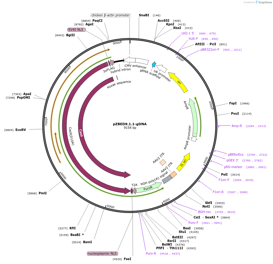 175854-plasmid-map-sequence-id-349653