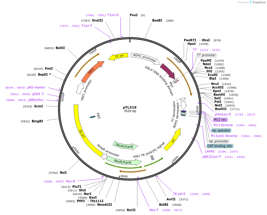 168380-plasmid-map-sequence-id-349655