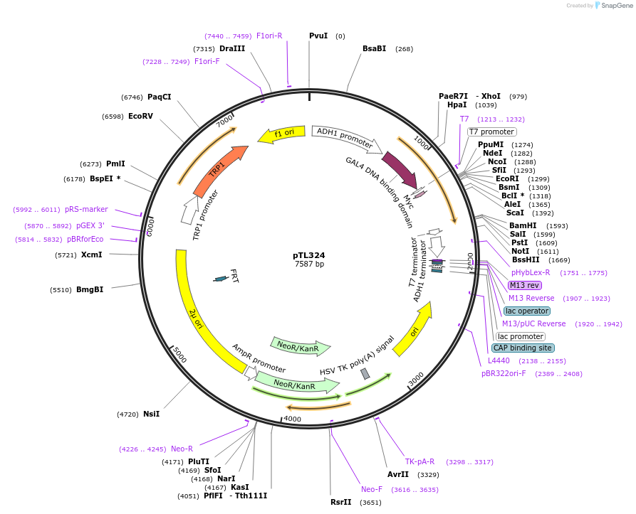 168385-plasmid-map-sequence-id-349666