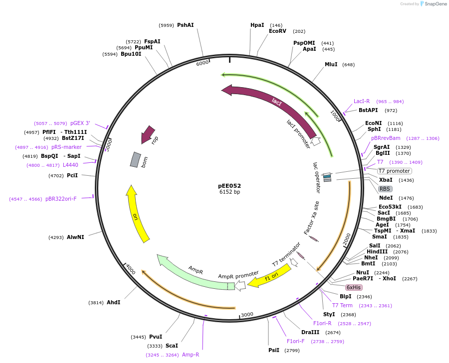 176809-plasmid-map-sequence-id-349669