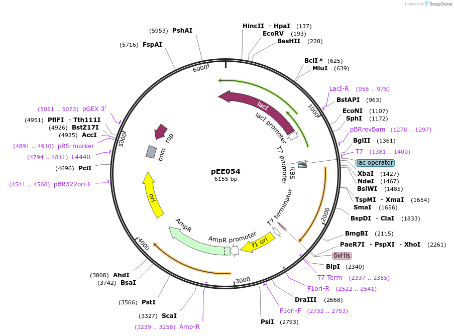 176811-plasmid-map-sequence-id-349674