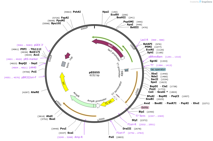 176812-plasmid-map-sequence-id-349675