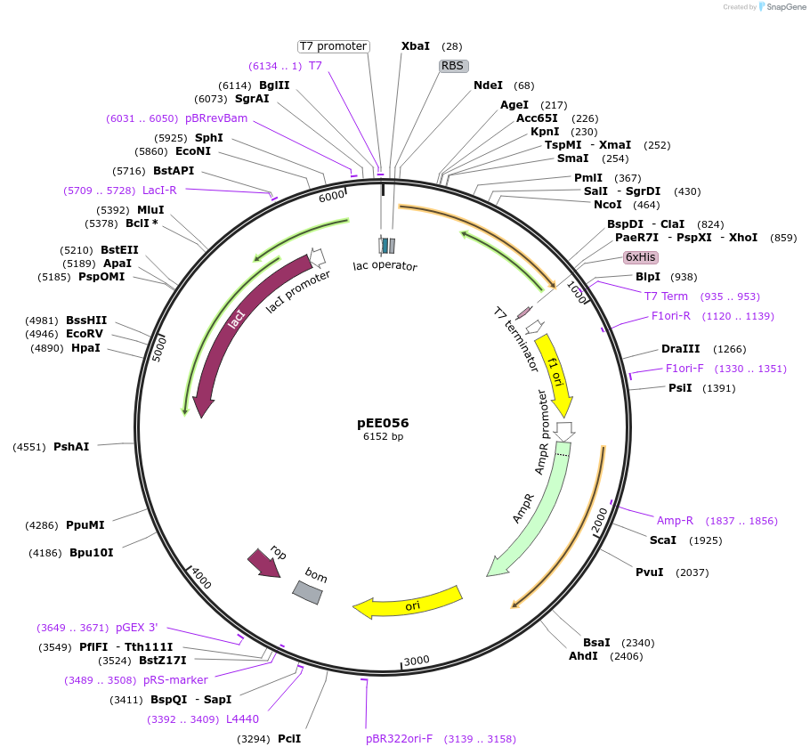 176813-plasmid-map-sequence-id-349677