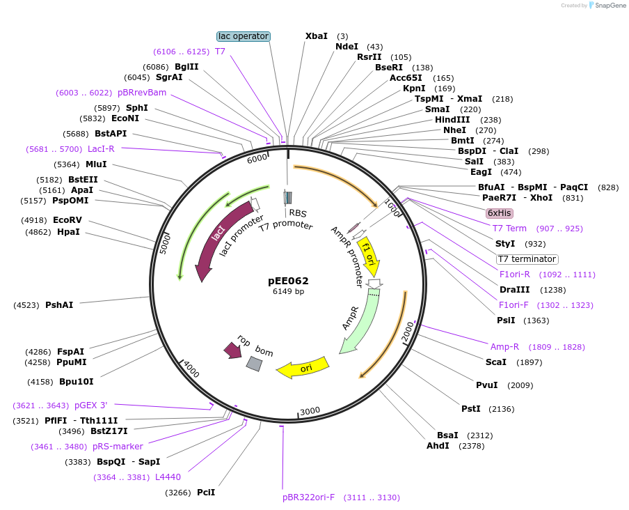 176819-plasmid-map-sequence-id-349678