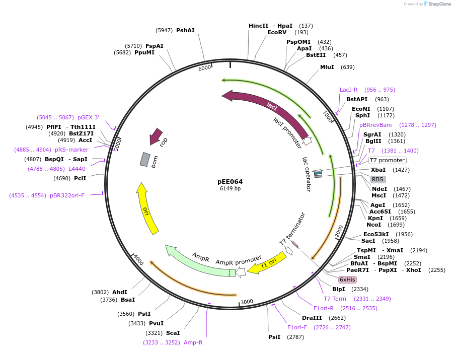 176821-plasmid-map-sequence-id-349679