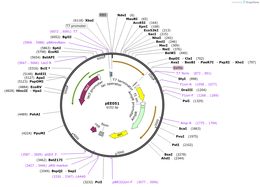 176808-plasmid-map-sequence-id-349682
