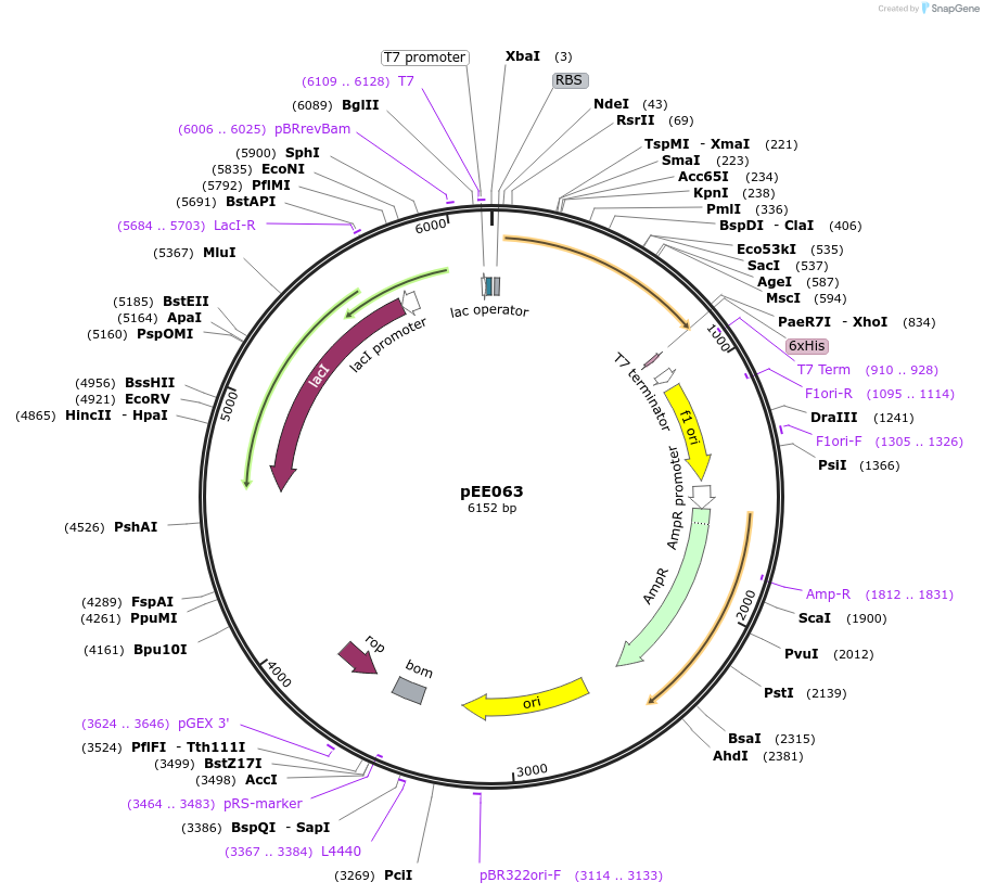 176820-plasmid-map-sequence-id-349684